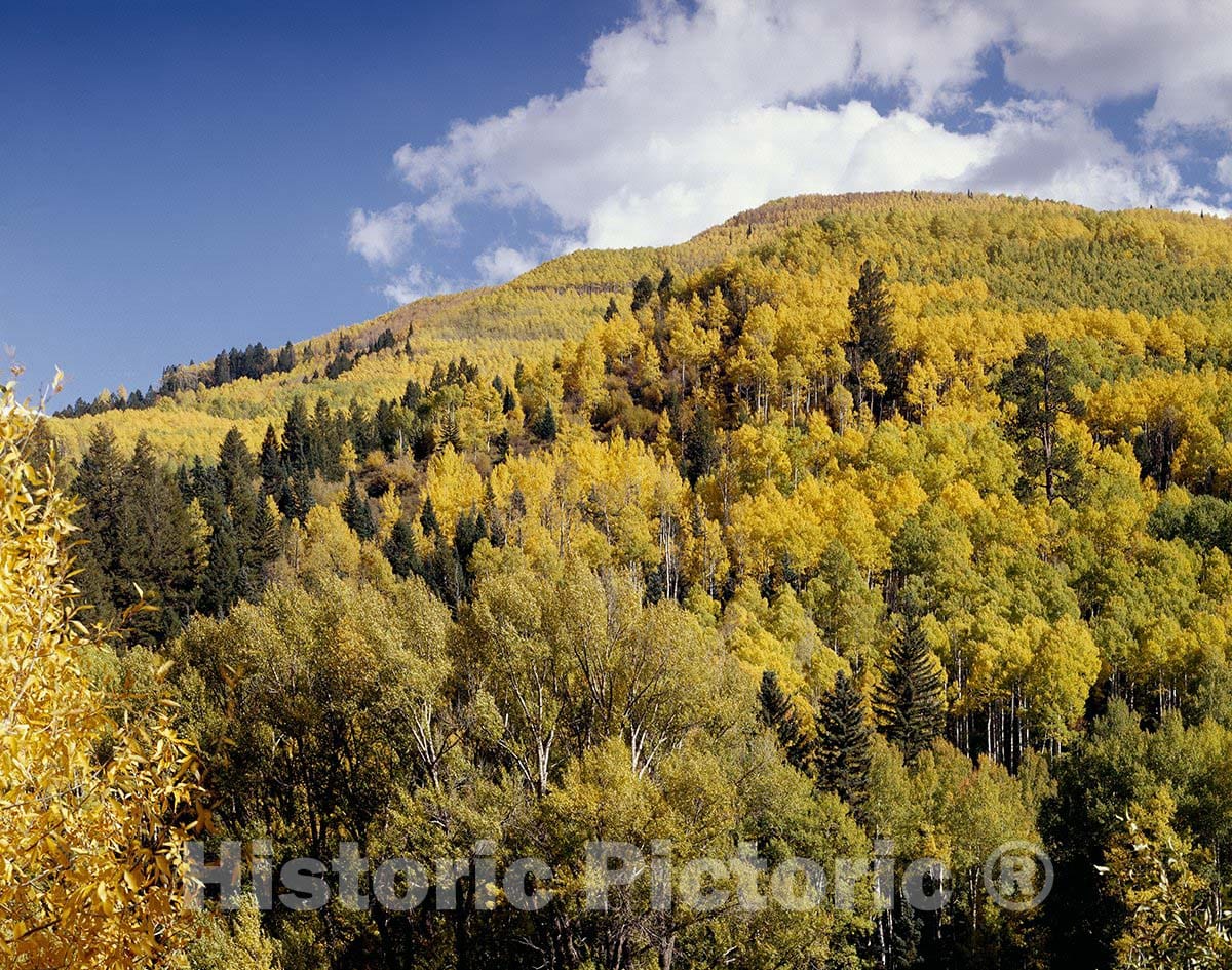 Colorado aspens Photo