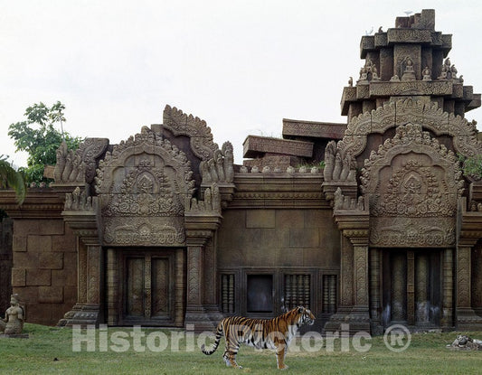 Miami, FL Photo - Tiger Poses at The Zoo, Miami, Florida