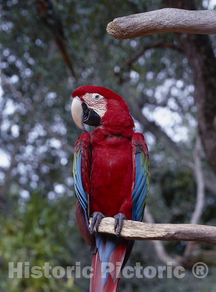 Florida Photo - Parrot Poses on a Tree in Florida
