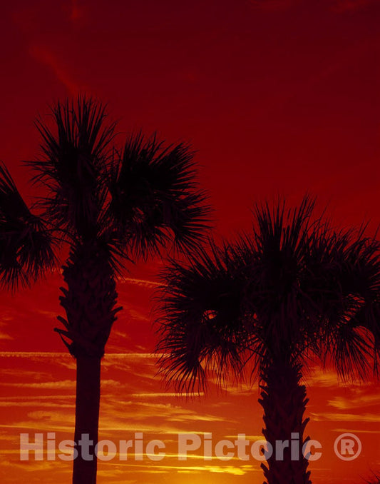 United States Photo - Palm Tree Silhouette