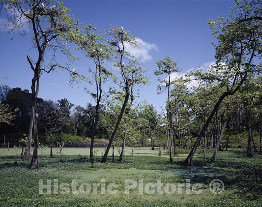 Avery Island, LA Photo - Egret Roost, Avery Island, Louisiana