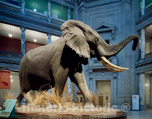 Photo - The Elephant at The Smithsonian National Museum of Natural History, Washington, D.C.- Fine Art Photo Reporduction