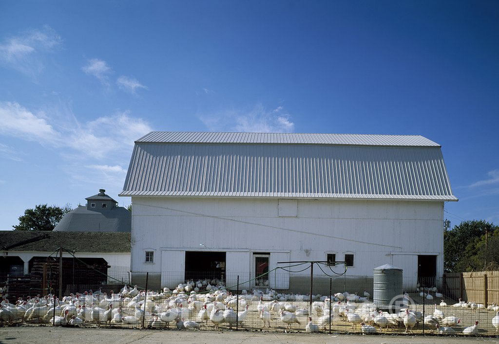 Bristol, IL Photo - This Turkey Farm barn Near Bristol, Illinois, Holds 4,500 Birds