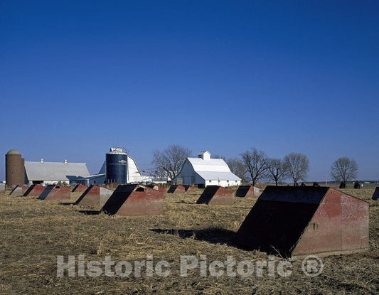 Lynn Center, IL Photo - Pig Farm and stys Near Lynn Center, Illinois