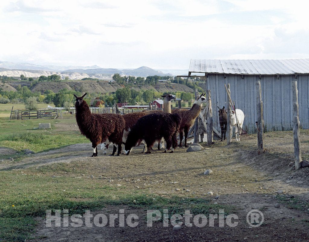 Hotchkiss, CO Photo - Llama Ranch Near Hotchkiss, Colorado