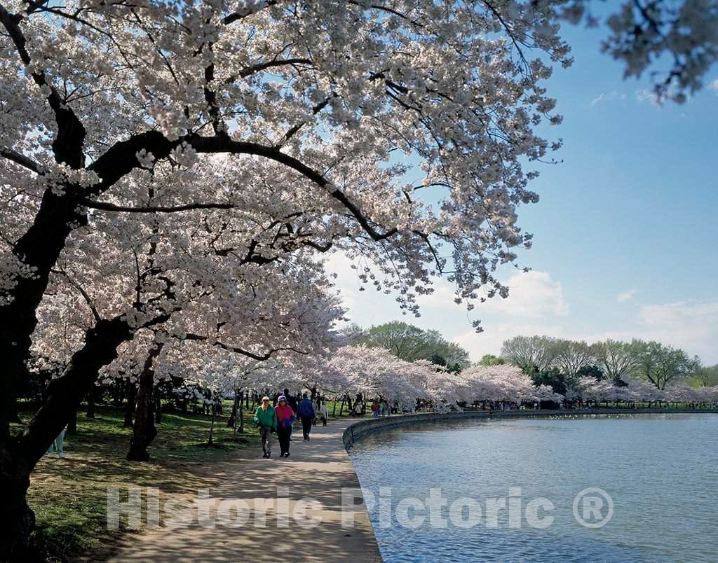 Photo - Cherry Blossoms Around The Tidal Basin in Washington, D.C.- Fine Art Photo Reporduction