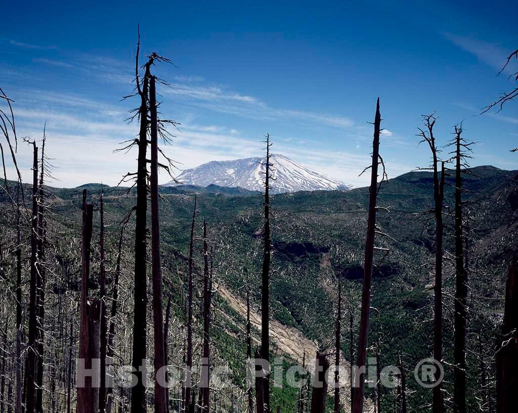 Photo - Burned forestland in The Foreground, Mount St. Helens Volcano in The Distance, Several Years After a cataclysmic Eruption in 1980- Fine Art Photo Reporduction