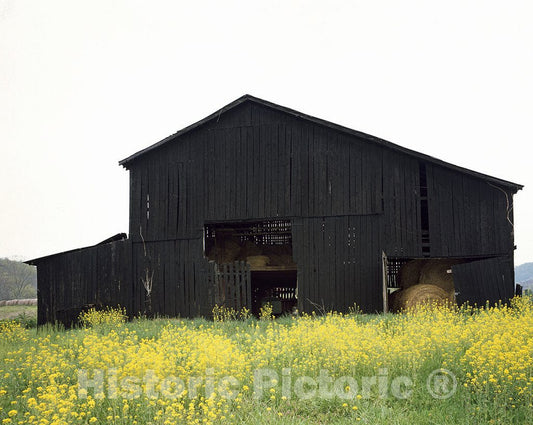 Kentucky Photo - A Traditional Black Kentucky Tobacco barn