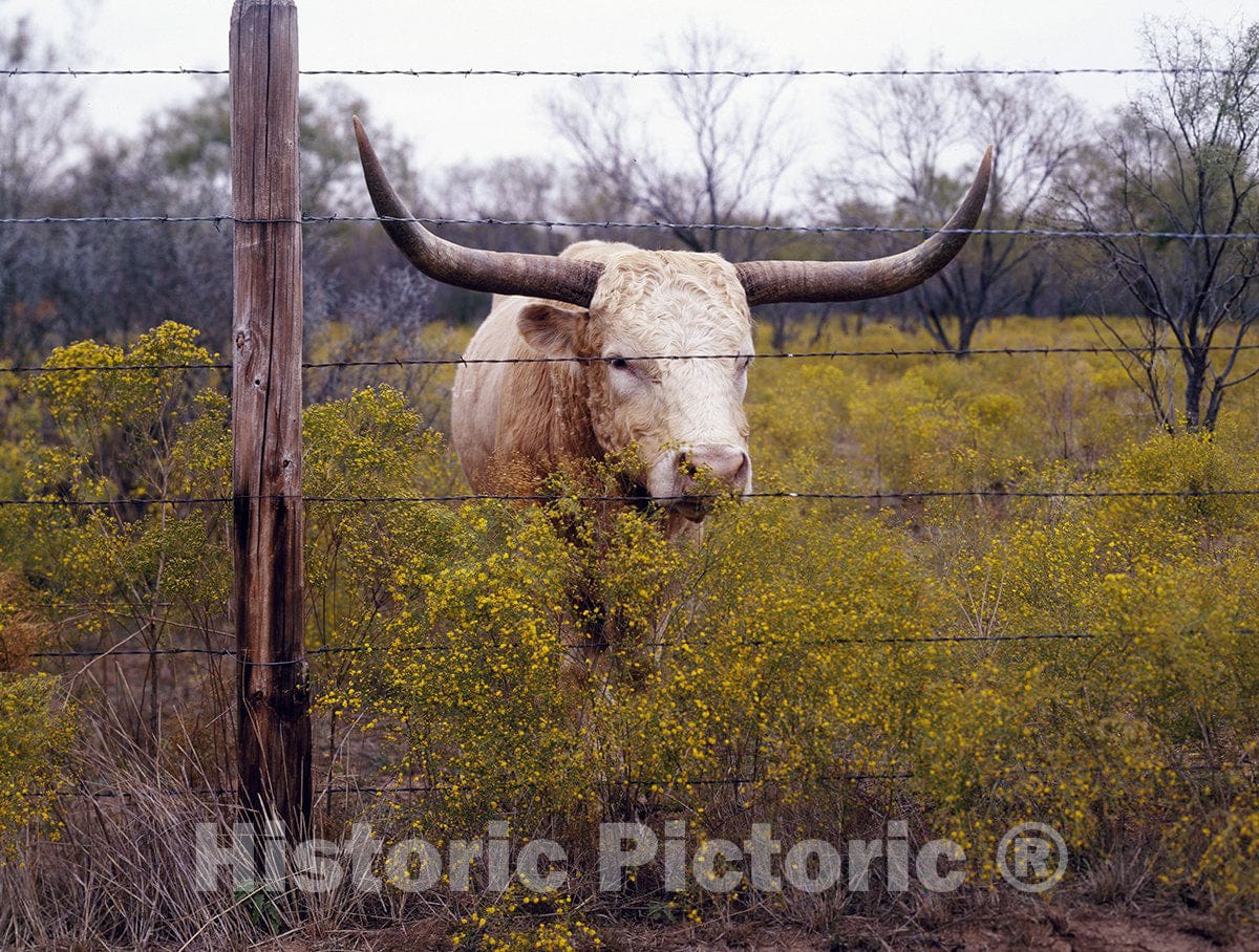Abilene, TX Photo - Longhorn Cattle at Abilene State Historical Park-