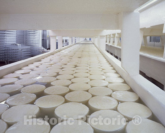 Monroe, WI Photo - Curing baby Swiss cheese rounds at the Alp and Dell factory, Monroe, Wisconsin