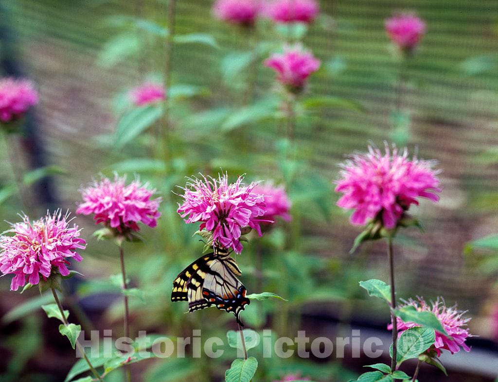 Photo - Magic-Wings Butterfly in an Enclosure at The Botanical Garden of The Museum of Life and Science, Durham, North Carolina- Fine Art Photo Reporduction