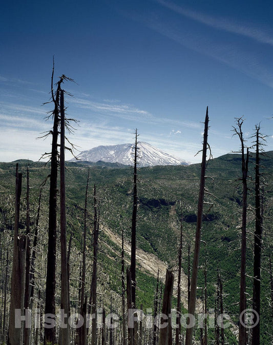 Kelso, WA Photo - The quiet Mount St. Helens volcano in Washington looms in the distance beyond the burned-out remants of the gigantic eruption of 1980-