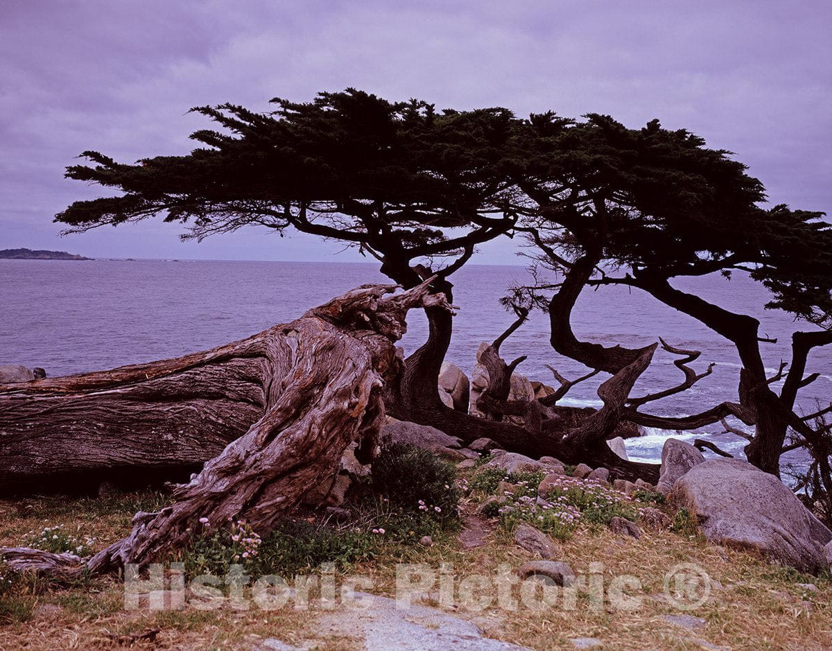 Carmel, CA Photo - Cypress tree on the coast near Carmel, California