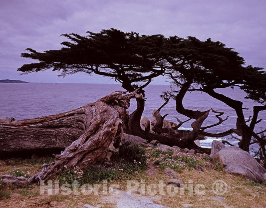 Carmel, CA Photo - Cypress tree on the coast near Carmel, California