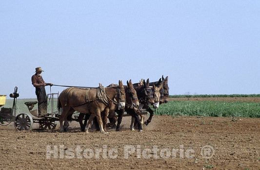 Lancaster, PA Photo - Amish Farmer and Draft Animals, Hard at Work-