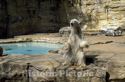 San Diego, CA Photo - Polar Bear Poses at The Zoo in San Diego, California