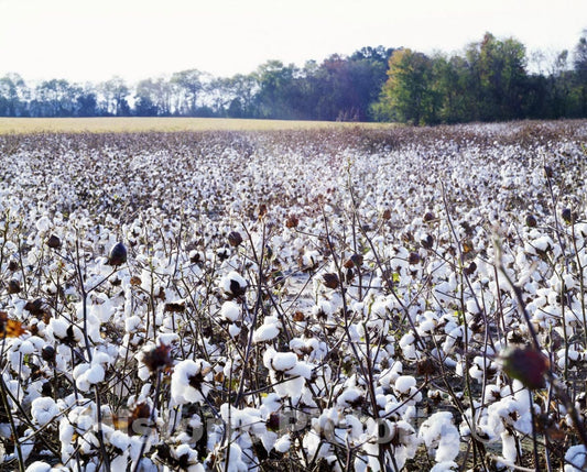 North Carolina Photo - North Carolina Cotton Field