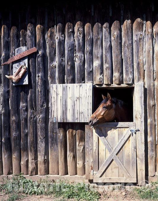 Sturgis, SD Photo - Horse Inside stockade-Looking barn Made of Pine Poles -