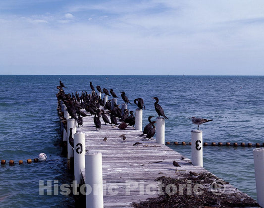 Long Key, FL Photo - This pier, Owned by The Edgewater Lodge on Long Key in The Florida Keys, Often Becomes a Virtual Bird Sanctuary