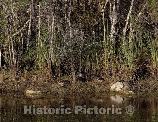 Florida Photo - Two Alligators (Look Carefully!) in The Everglades, Florida