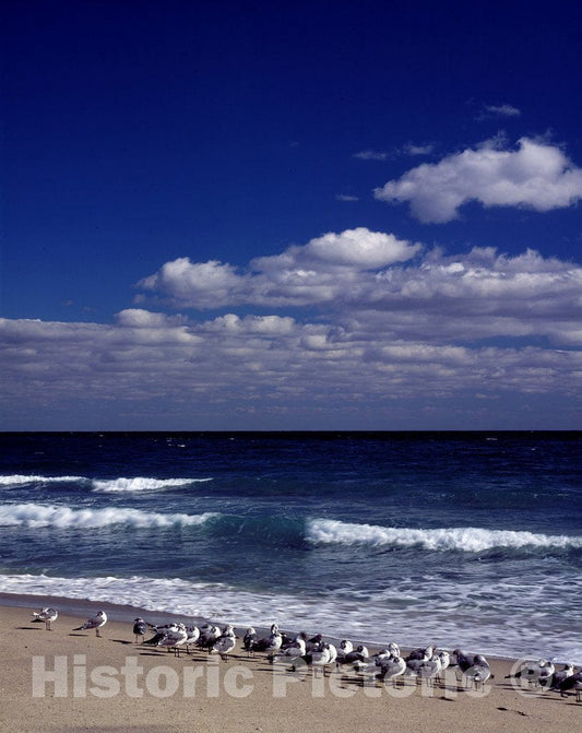 Florida Photo - Gulls on a Florida Beach
