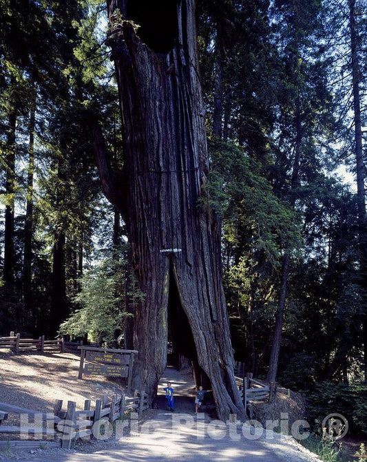 California Photo - Drive-Through Giant Sequoia Tree, California