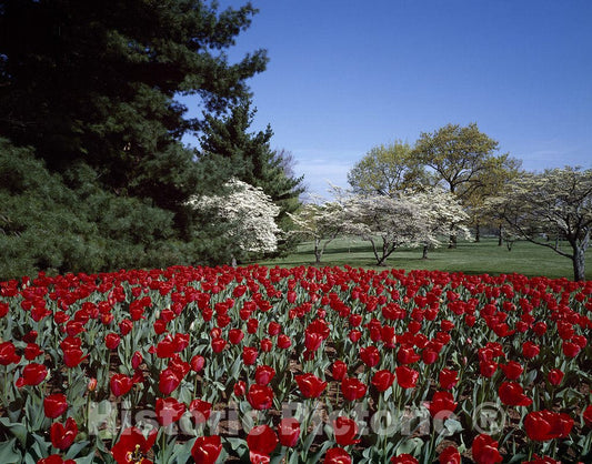 McLean, VA Photo - Spring Tulips and dogwoods on The George Washington Memorial Parkway, McLean, Virginia