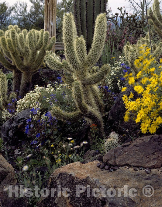 Tucson, AZ Photo - Cacti and flowers near Tucson, Arizona
