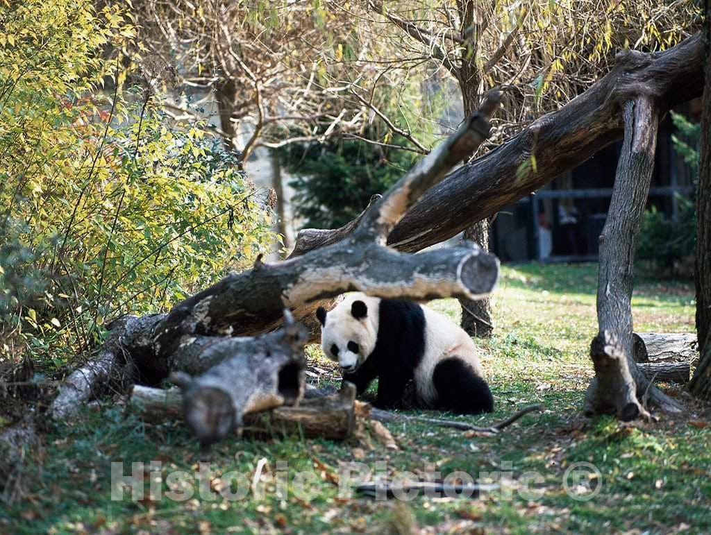 Photo- A Giant Panda, The Star Attraction at The Smithsonian Institution's National Zoo, Washington, D.C. 1 Fine Art Photo Reproduction