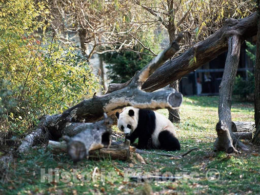 Photo- A Giant Panda, The Star Attraction at The Smithsonian Institution's National Zoo, Washington, D.C. 1 Fine Art Photo Reproduction
