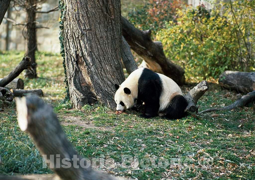 Photo- A Giant Panda, The Star Attraction at The Smithsonian Institution's National Zoo, Washington, D.C. 2 Fine Art Photo Reproduction