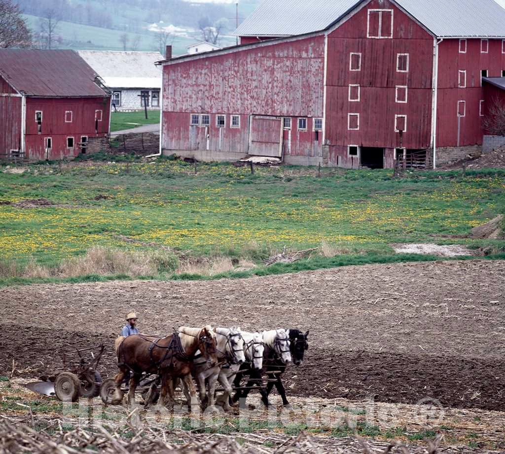 Photo- Amish Farmer and his Team of Draft Horses, Lancaster, Pennsylvania 2 Fine Art Photo Reproduction