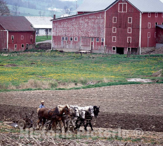 Photo- Amish Farmer and his Team of Draft Horses, Lancaster, Pennsylvania 2 Fine Art Photo Reproduction
