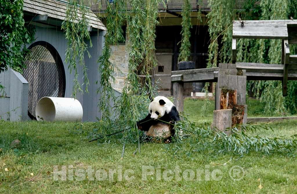 Photo- A Giant Panda, The Star Attraction at The Smithsonian Institution's National Zoo, Washington, D.C. 3 Fine Art Photo Reproduction