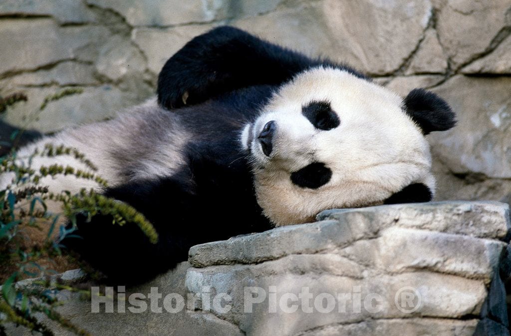 Photo- A Giant Panda, The Star Attraction at The Smithsonian Institution's National Zoo, Washington, D.C. 4 Fine Art Photo Reproduction