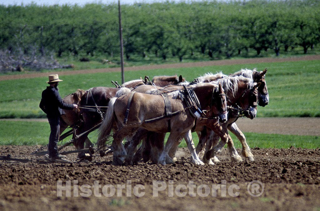 Lancaster, PA Photo - Amish Farmer and his Team of Draft Horses, Lancaster, Pennsylvania