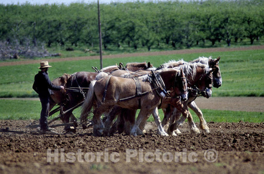 Lancaster, PA Photo - Amish Farmer and his Team of Draft Horses, Lancaster, Pennsylvania