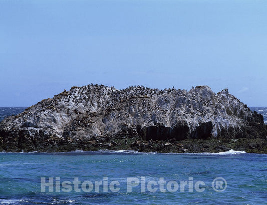 California Photo - Gulls take Over a Tiny outcropping Off The California Coast