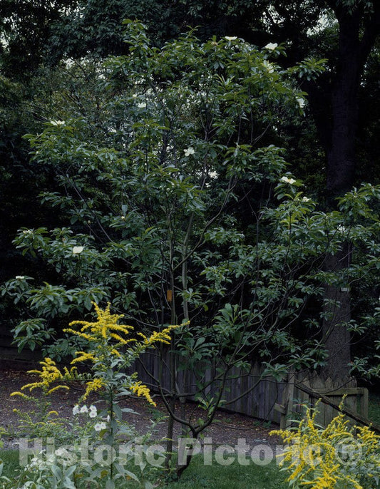 Virginia Photo - Garden scene in northern Virginia