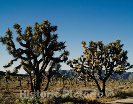 Twentynine Palms, CA Photo - Two of what are many more than 29 palms in the desert community of Twenty-Nine Palms, California