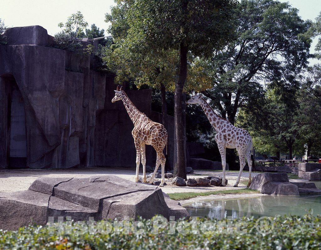 Milwaukee, WI Photo - Giraffes at The Milwaukee County Zoo, Wisconsin