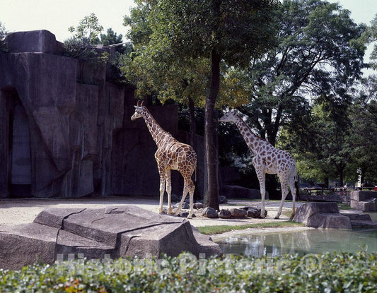 Milwaukee, WI Photo - Giraffes at The Milwaukee County Zoo, Wisconsin