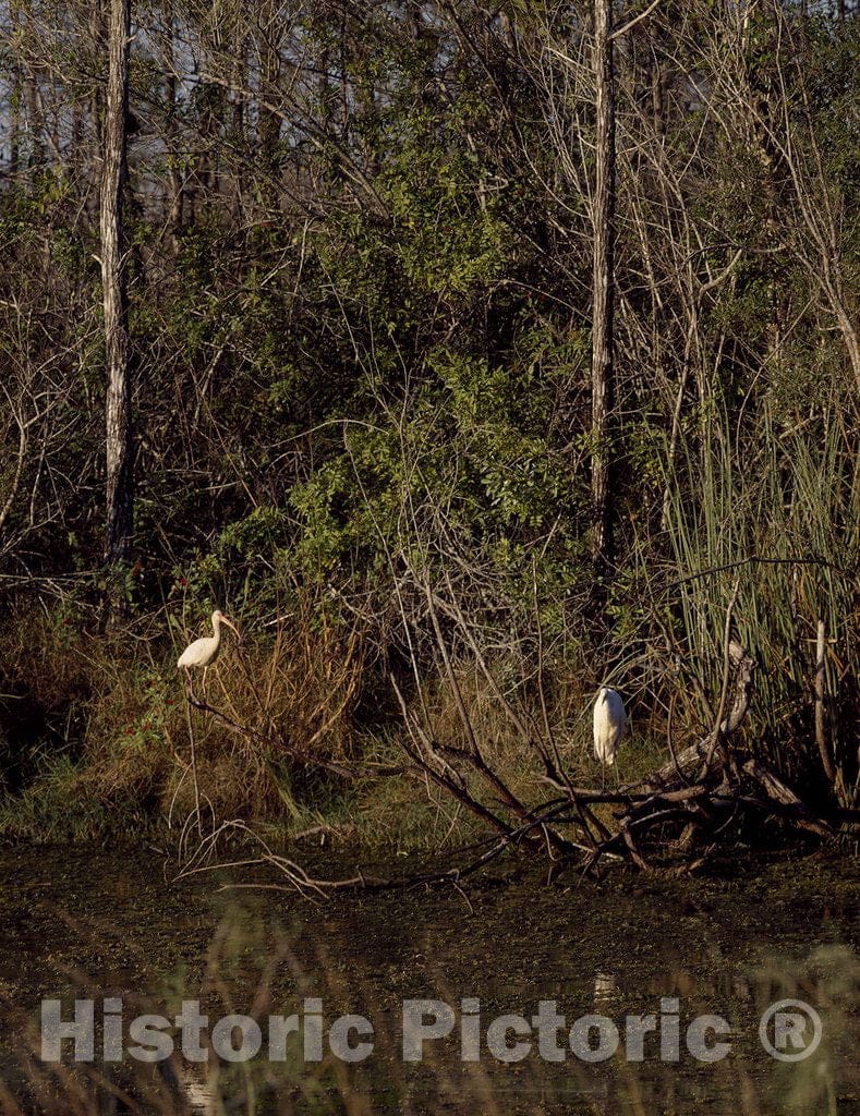 Everglades City, FL Photo - Shore Birds in The Everglades, Florida