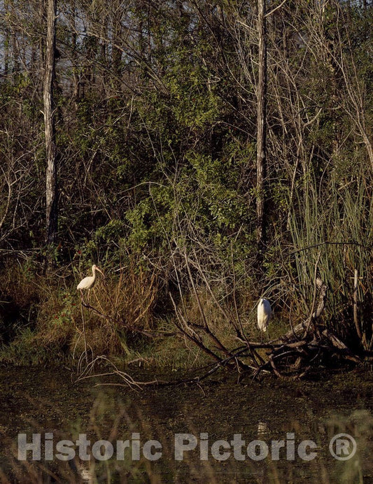 Everglades City, FL Photo - Shore Birds in The Everglades, Florida