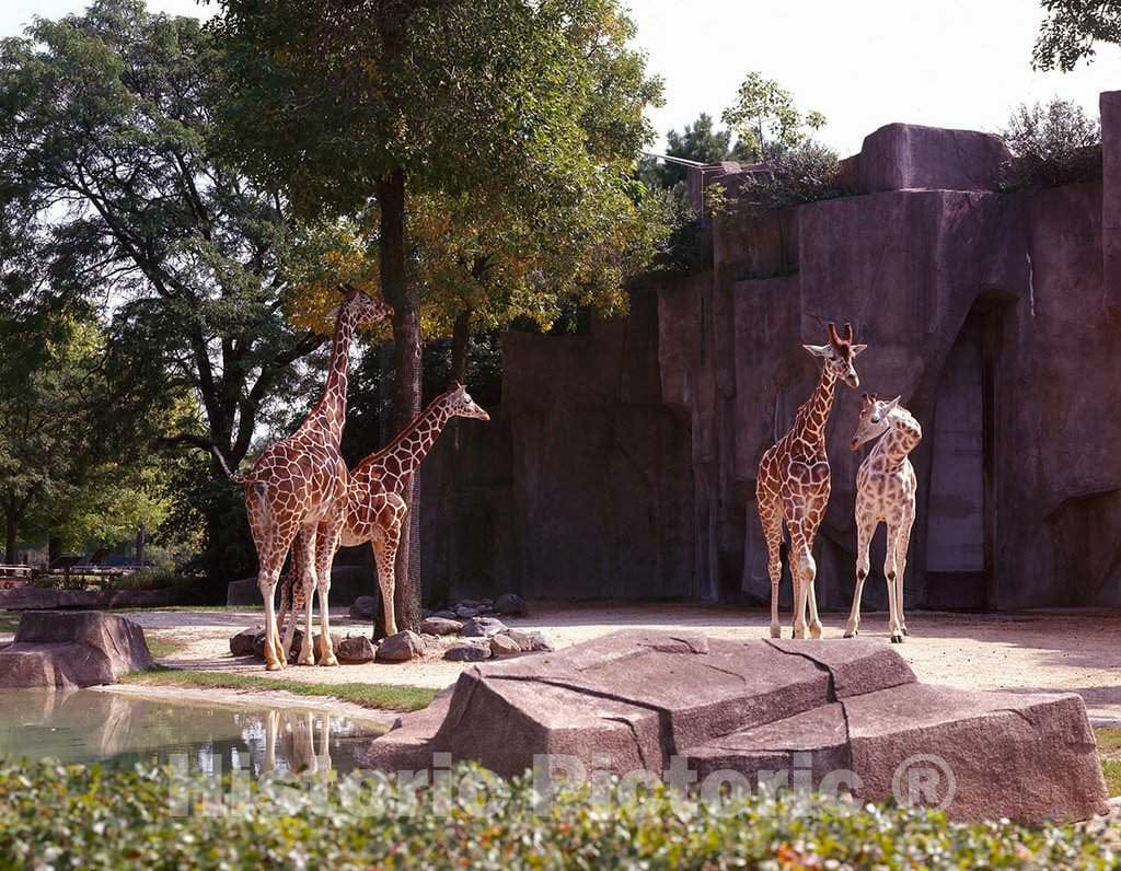 Photo - Giraffes at Lincoln Park Zoo, Chicago, Illinois- Fine Art Photo Reporduction