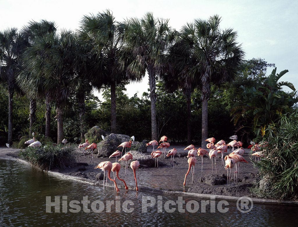 Miami, FL Photo - Flamingos at The Miami Zoo, Florida
