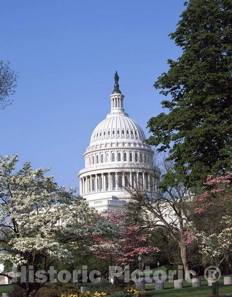 Photo - Spring at The U.S. Capitol, Washington, D.C.- Fine Art Photo Reporduction