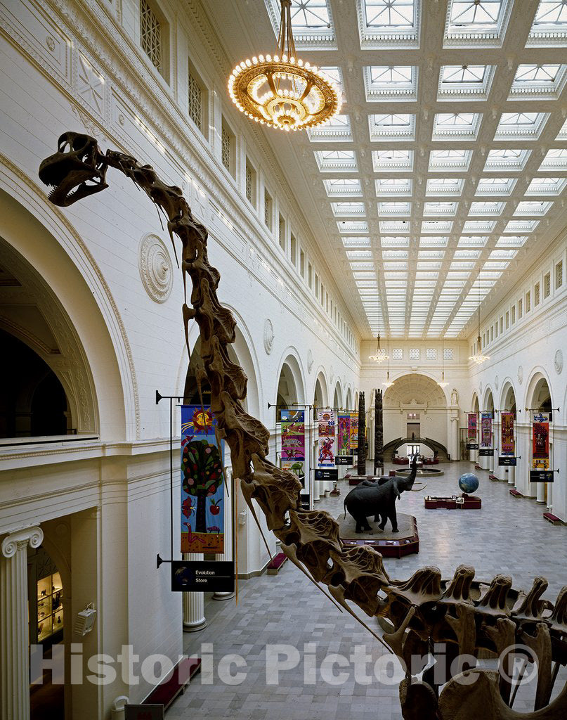Chicago, IL Photo - Exhibit Hall at The Field Museum of Natural History in Grant Park, Chicago, Illinois