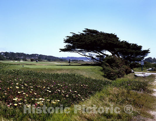 California Photo - Windblown Cypress tress Along The Central California Coast