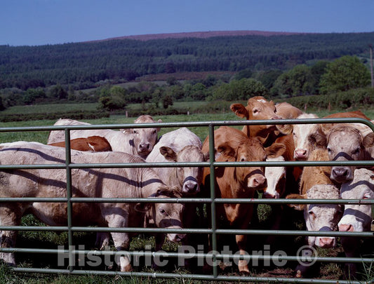 Photo - Curious Cattle- Fine Art Photo Reporduction